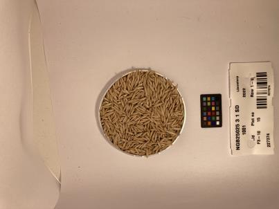 Click for 1 image(s) for this accession. SEED